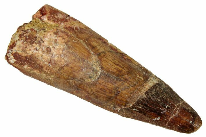 Fossil Spinosaurus Tooth - Real Dinosaur Tooth #329628